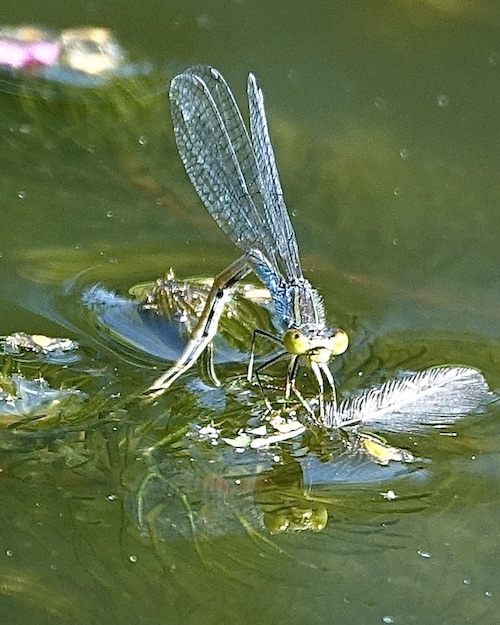 small red-eyed damselfly